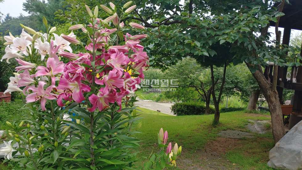 경기 안산단원구 선감동 [대부도 펜션매매]커플가족단체펜션운영가능매물 매매 매물번호 12625 사진 3