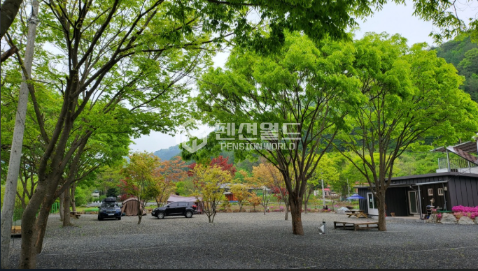 강원 영월군 무릉도원면 법흥리 [영월 캠핑장임대] 계곡입지 펜션+사이트18면 연세 매물번호 13176 사진 1